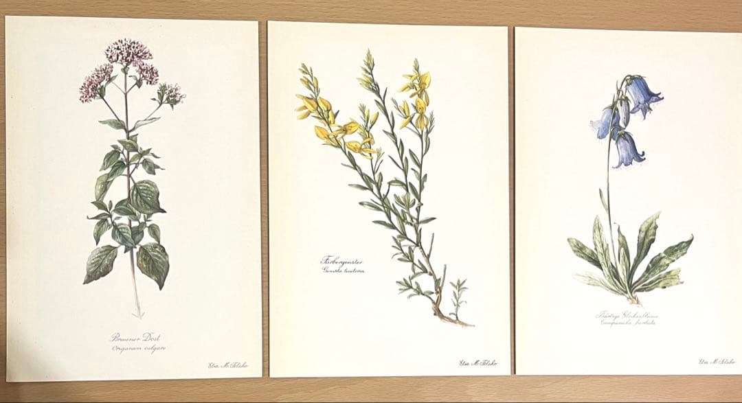 No.290ドイツ ビンテージ 紙もの ボタニカルアート 植物図鑑 水彩画