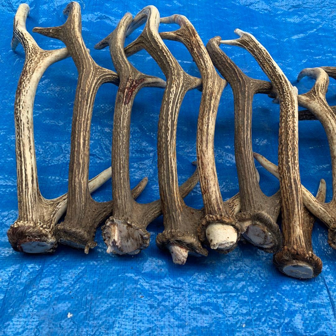No.2093『鹿角16本セット』鹿の角　エゾ鹿　鹿角　蝦夷鹿