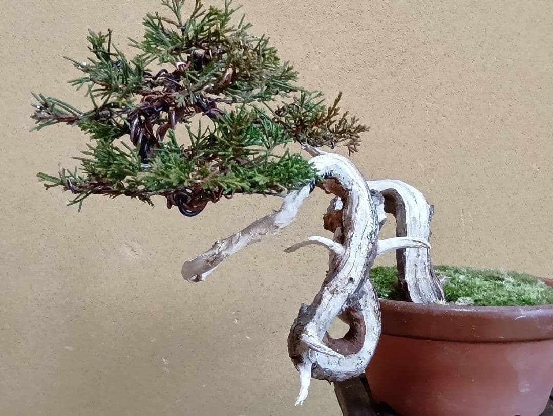 糸魚川真柏‼️再値下げ‼️