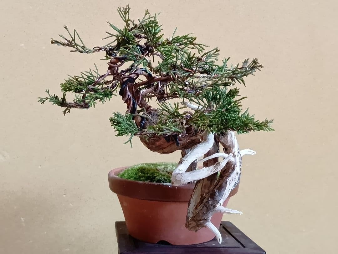 糸魚川真柏‼️再値下げ‼️