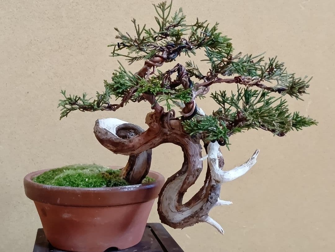 糸魚川真柏‼️再値下げ‼️