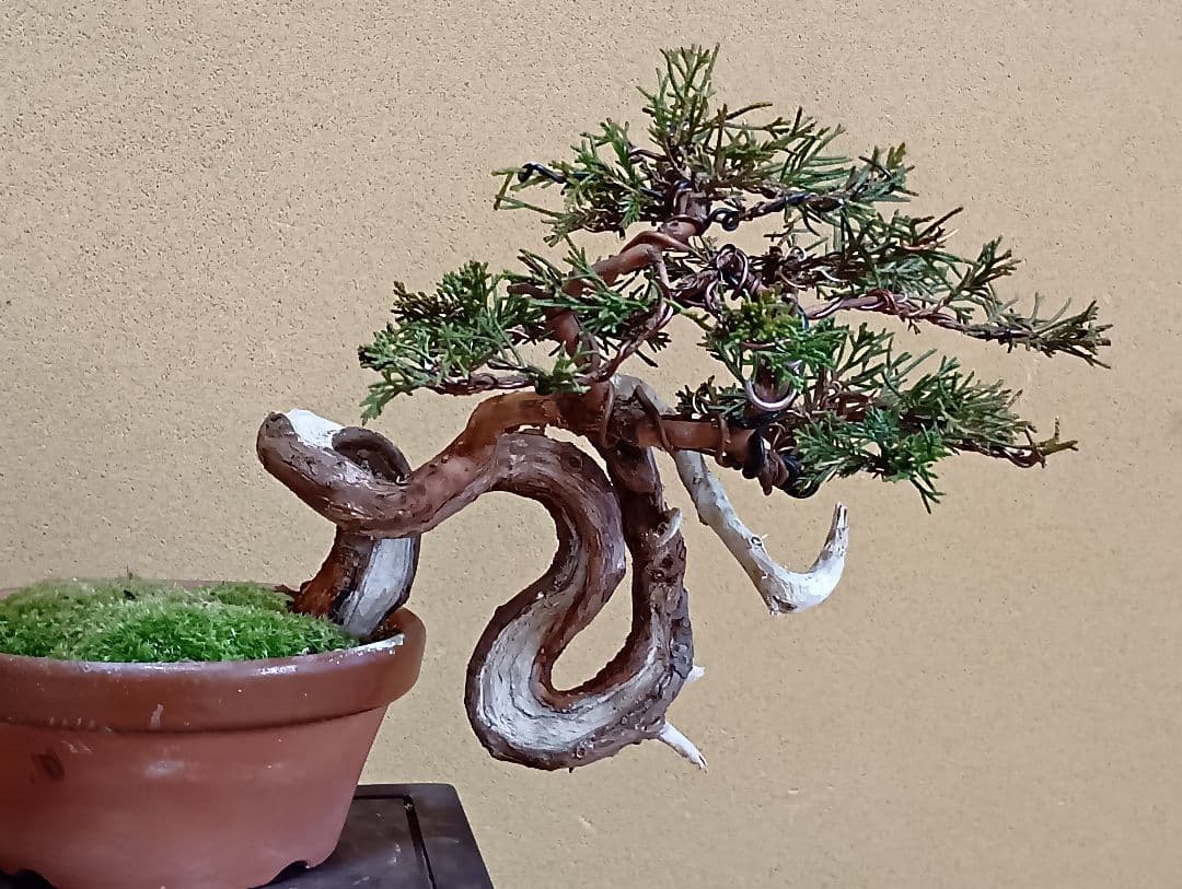 糸魚川真柏‼️再値下げ‼️