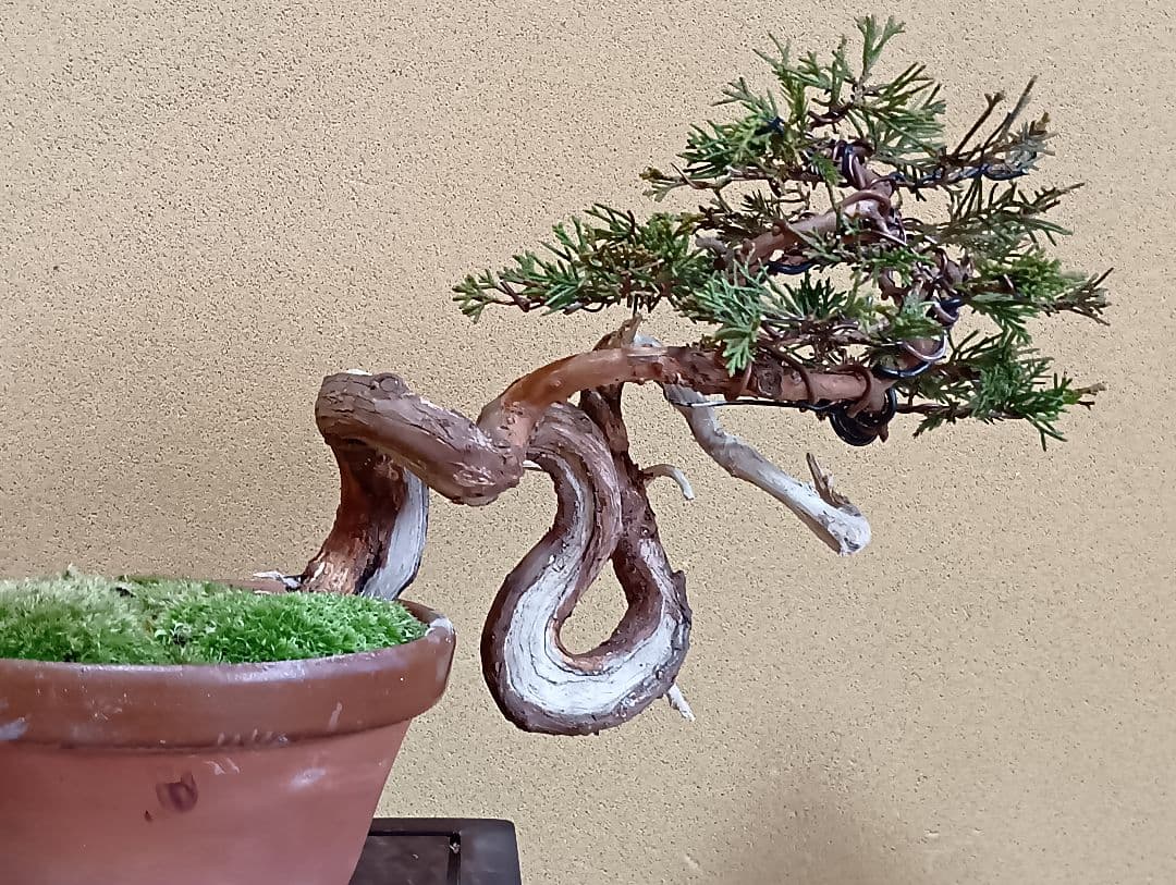 糸魚川真柏‼️再値下げ‼️