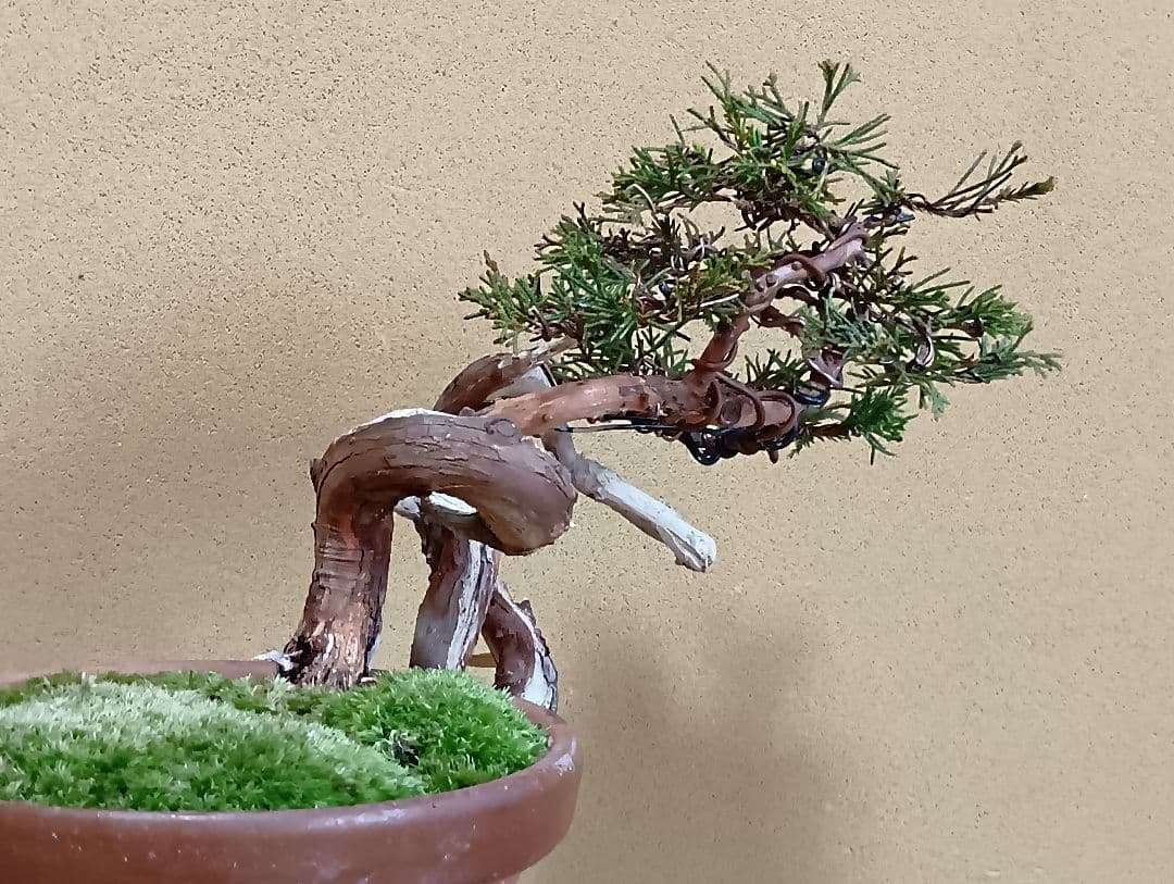 糸魚川真柏‼️再値下げ‼️