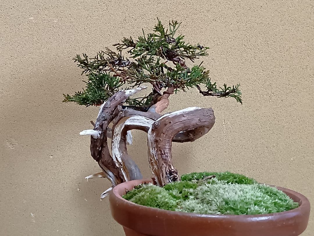 糸魚川真柏‼️再値下げ‼️