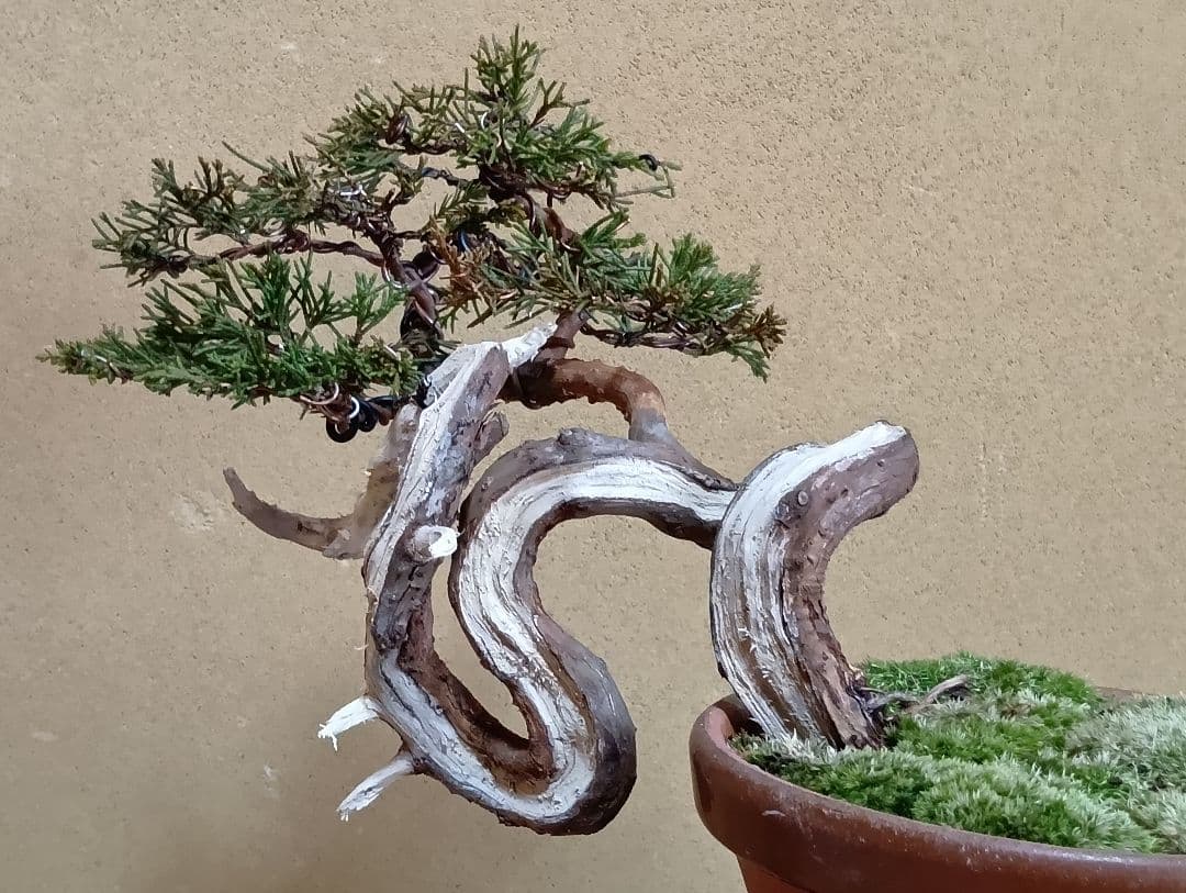 糸魚川真柏‼️再値下げ‼️