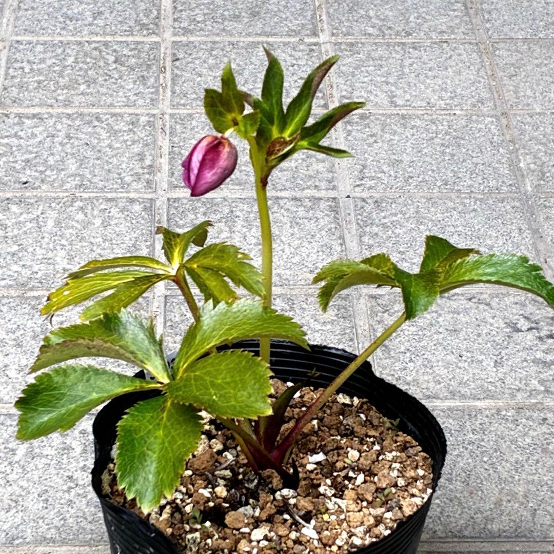 3893☘️ラスト☘️3年間管理株☘️超レア☘️⭐️バラの様な花弁展開⭐️超多弁⭐️吉田園芸⭐️