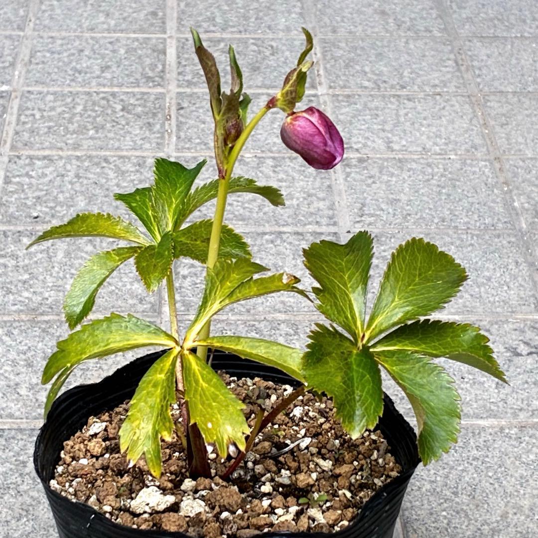 3893☘️ラスト☘️3年間管理株☘️超レア☘️⭐️バラの様な花弁展開⭐️超多弁⭐️吉田園芸⭐️