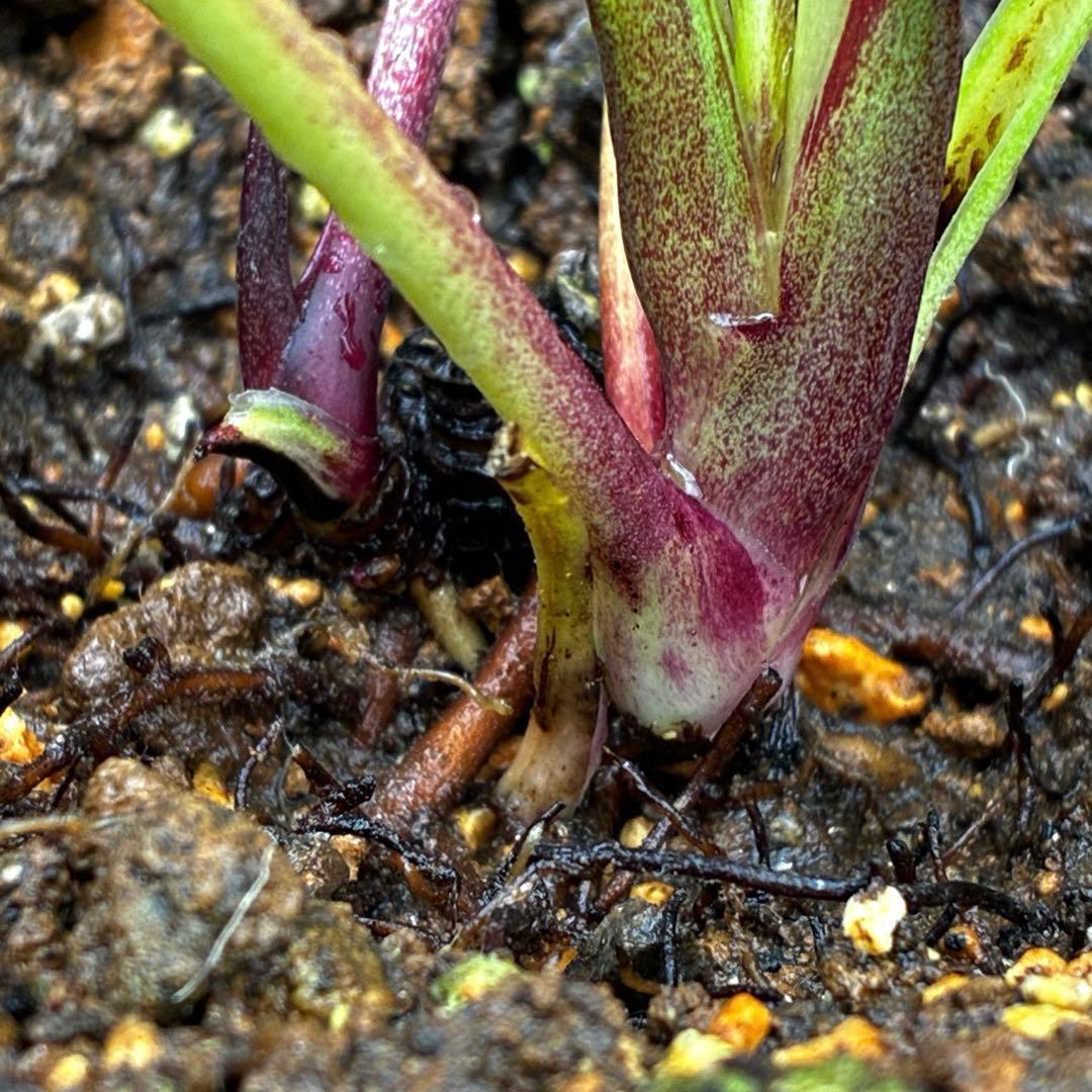 3893☘️ラスト☘️3年間管理株☘️超レア☘️⭐️バラの様な花弁展開⭐️超多弁⭐️吉田園芸⭐️