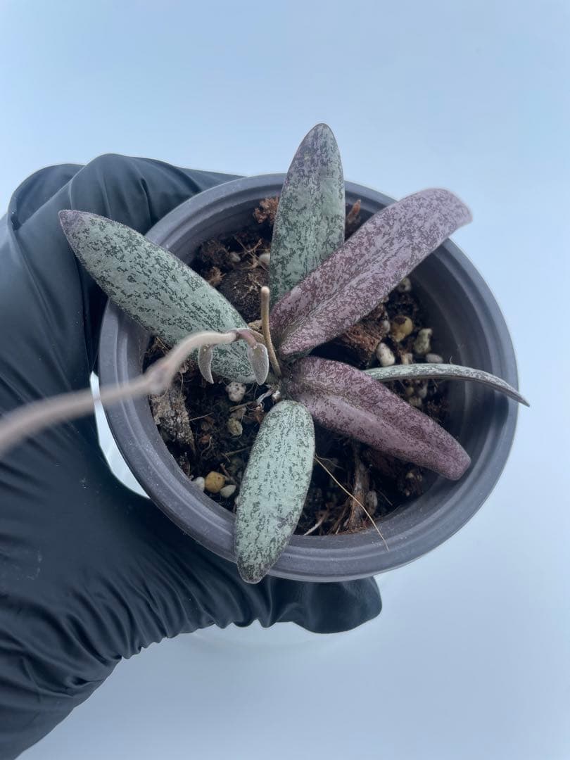 セール　レア　ホヤ　シギラティス　シルバー サクララン