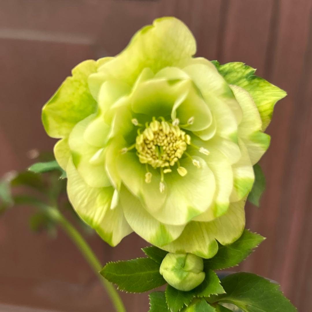 クリスマスローズ　実生苗 1苗 ○休