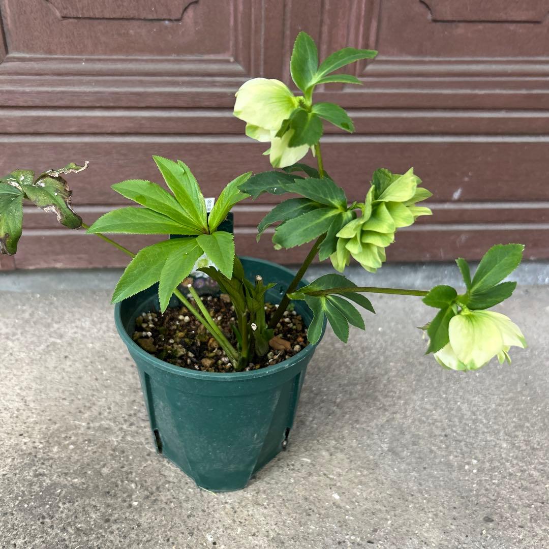 クリスマスローズ　実生苗 1苗 ○休