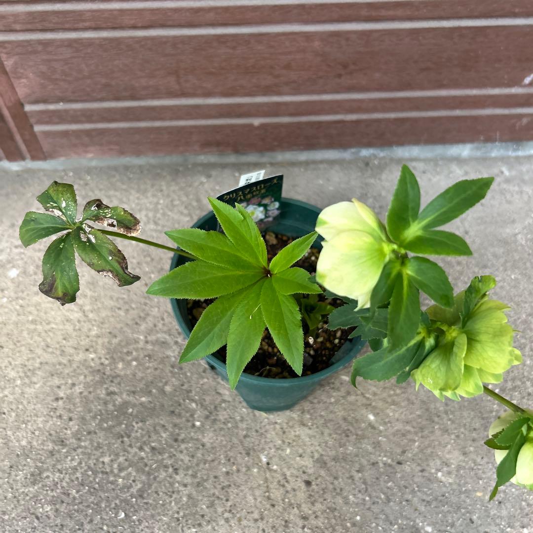 クリスマスローズ　実生苗 1苗 ○休