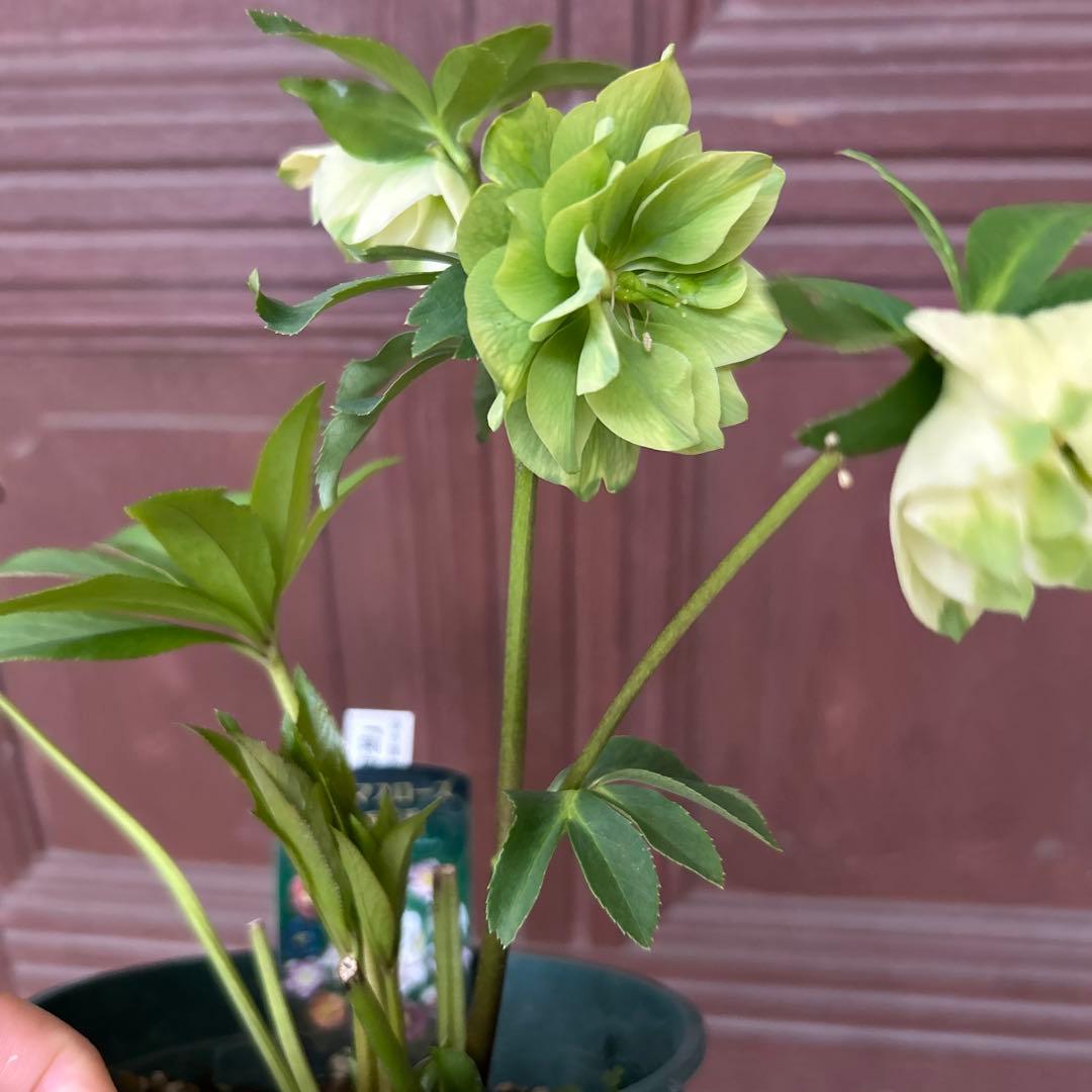 クリスマスローズ　実生苗 1苗 ○休