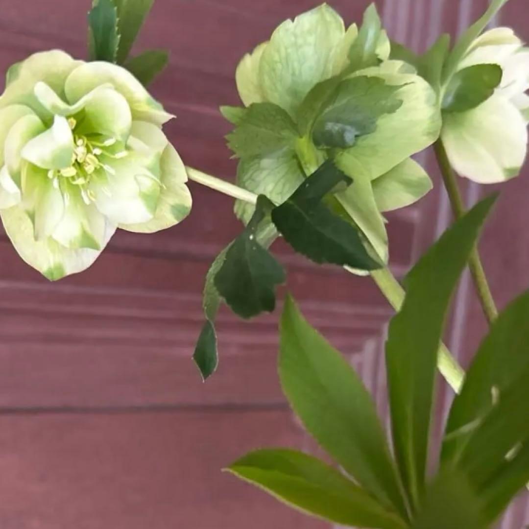 クリスマスローズ　実生苗 1苗 ○休