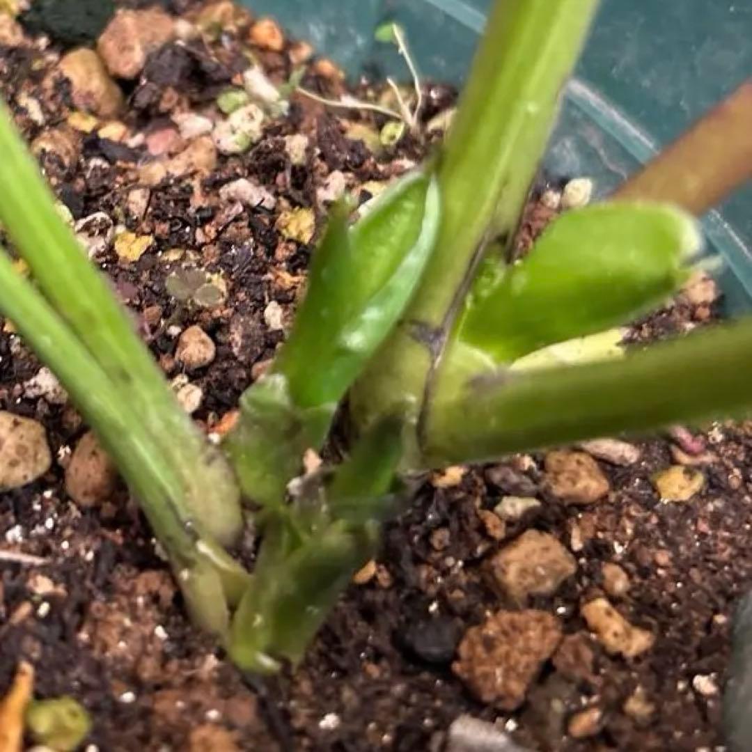 クリスマスローズ　実生苗 1苗 ○休