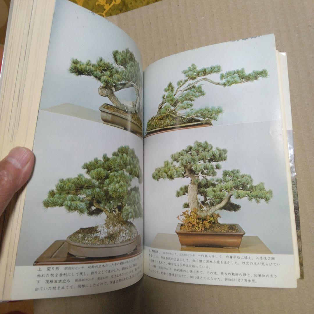 初期版　図解　盆栽樹形の作り方 阿部倉吉　五葉松盆栽の整姿・整形　昭和52年6版