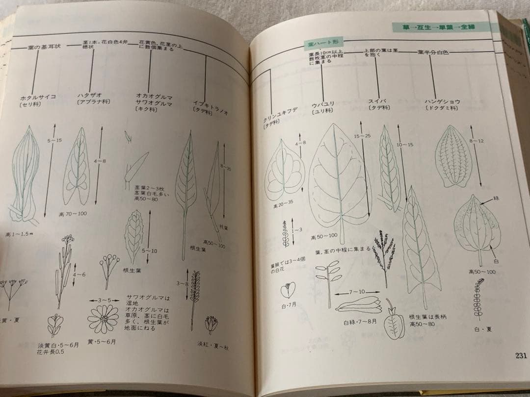 葉による野生植物の検索図鑑 阿部 正敏　誠文堂新光社
