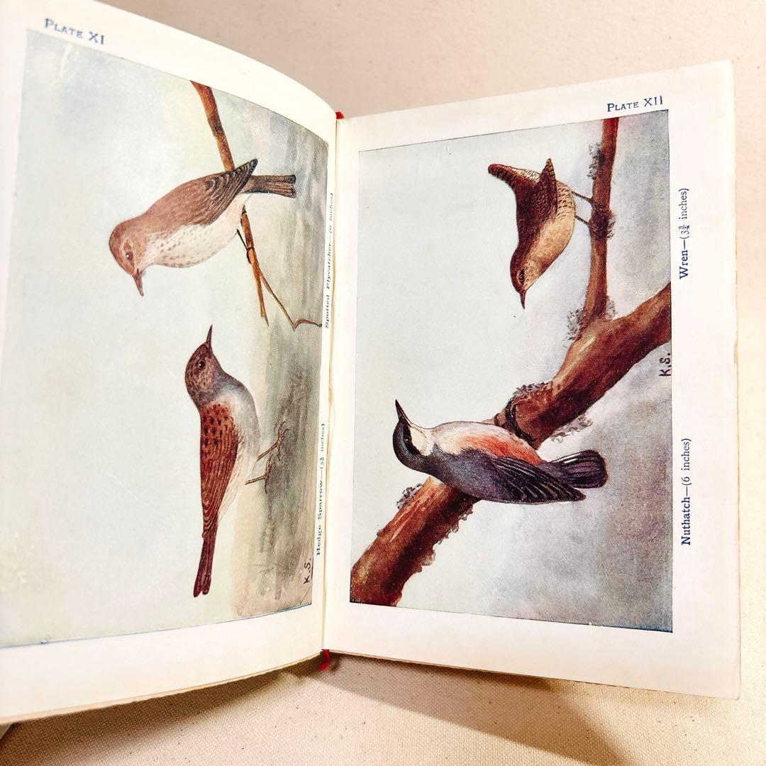 海外 ヴィンテージ洋書 BIRDS 鳥の図鑑 イギリス