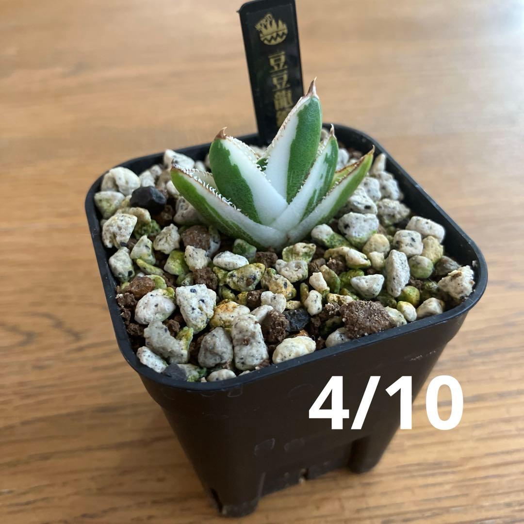 速達【鉢ごと発送】希少　活着間近　安定株　アガべ　豆豆龍錦　覆輪斑　TC