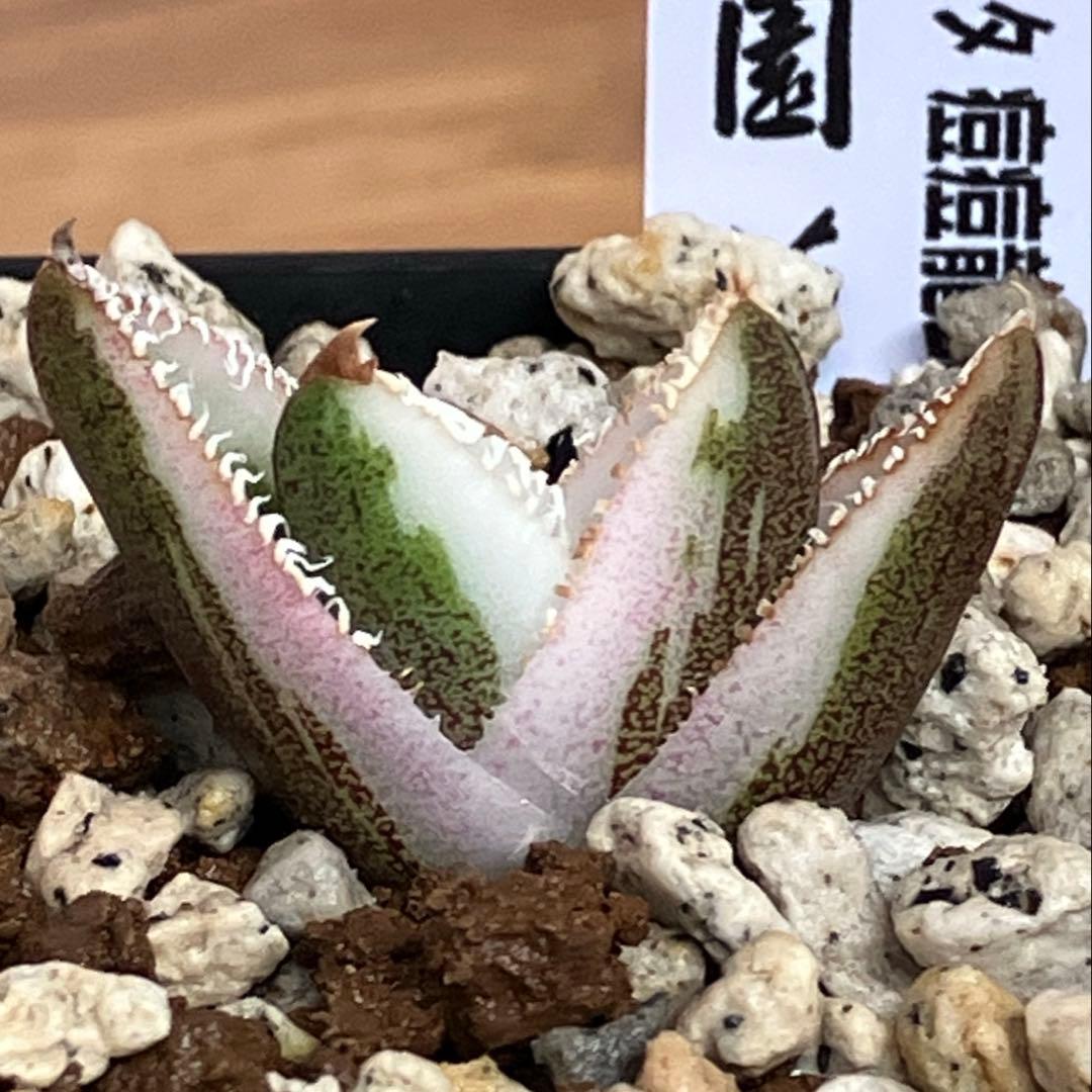 速達【鉢ごと発送】希少　活着間近　安定株　アガべ　豆豆龍錦　覆輪斑　TC