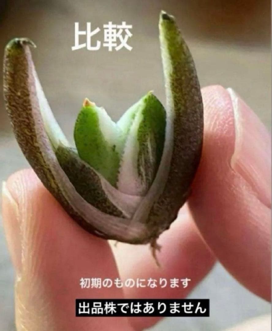 速達【鉢ごと発送】希少　活着間近　安定株　アガべ　豆豆龍錦　覆輪斑　TC