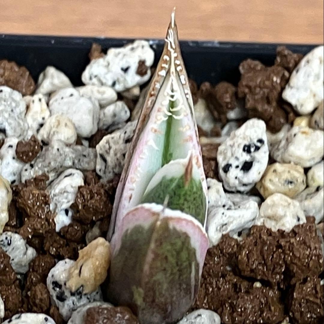 速達【鉢ごと発送】希少　活着間近　安定株　アガべ　豆豆龍錦　覆輪斑　TC