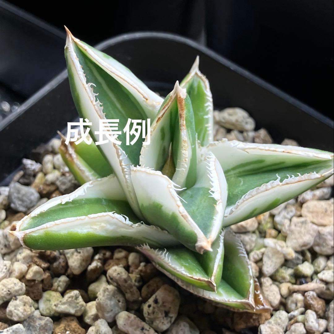 速達【鉢ごと発送】希少　活着間近　安定株　アガべ　豆豆龍錦　覆輪斑　TC