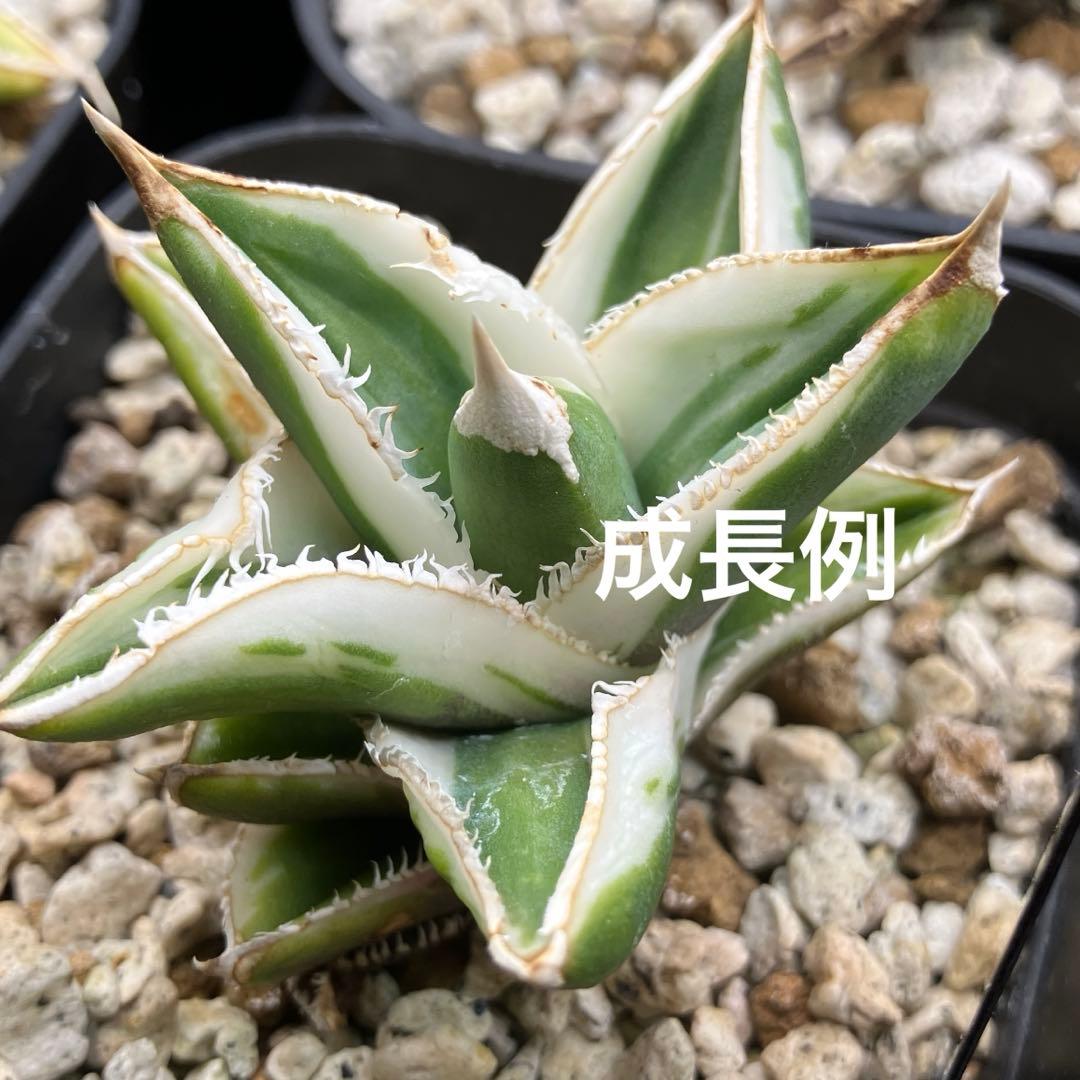 速達【鉢ごと発送】希少　活着間近　安定株　アガべ　豆豆龍錦　覆輪斑　TC