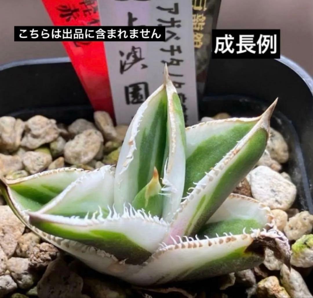 速達【鉢ごと発送】希少　活着間近　安定株　アガべ　豆豆龍錦　覆輪斑　TC