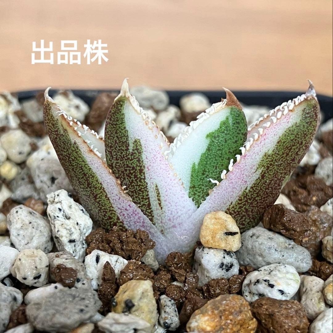 速達【鉢ごと発送】希少　活着間近　安定株　アガべ　豆豆龍錦　覆輪斑　TC