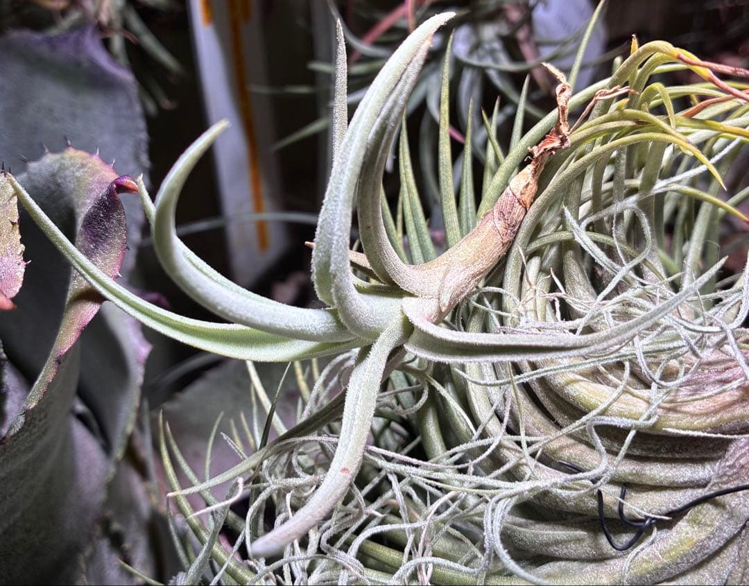 しばらくラストT. aff. xiphioides T'S TROPICALS