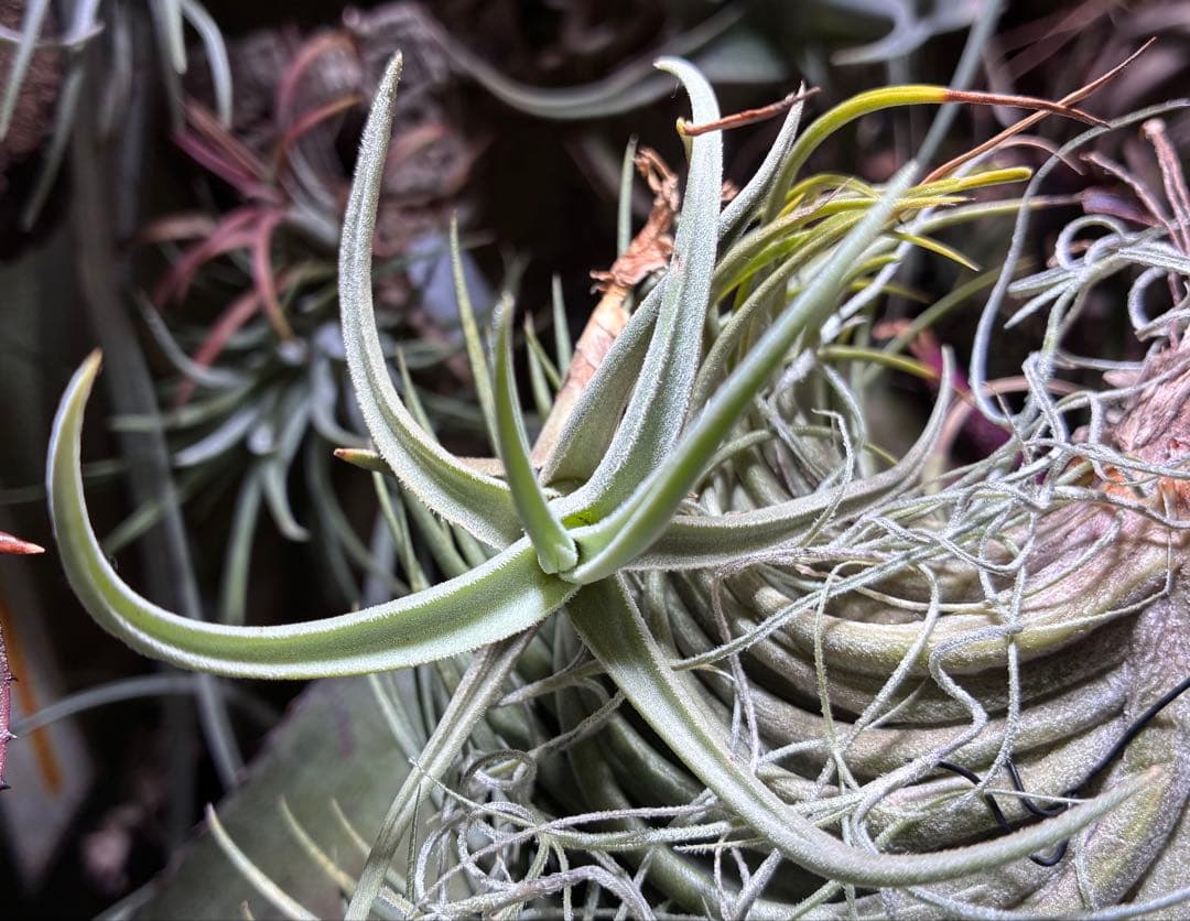 しばらくラストT. aff. xiphioides T'S TROPICALS