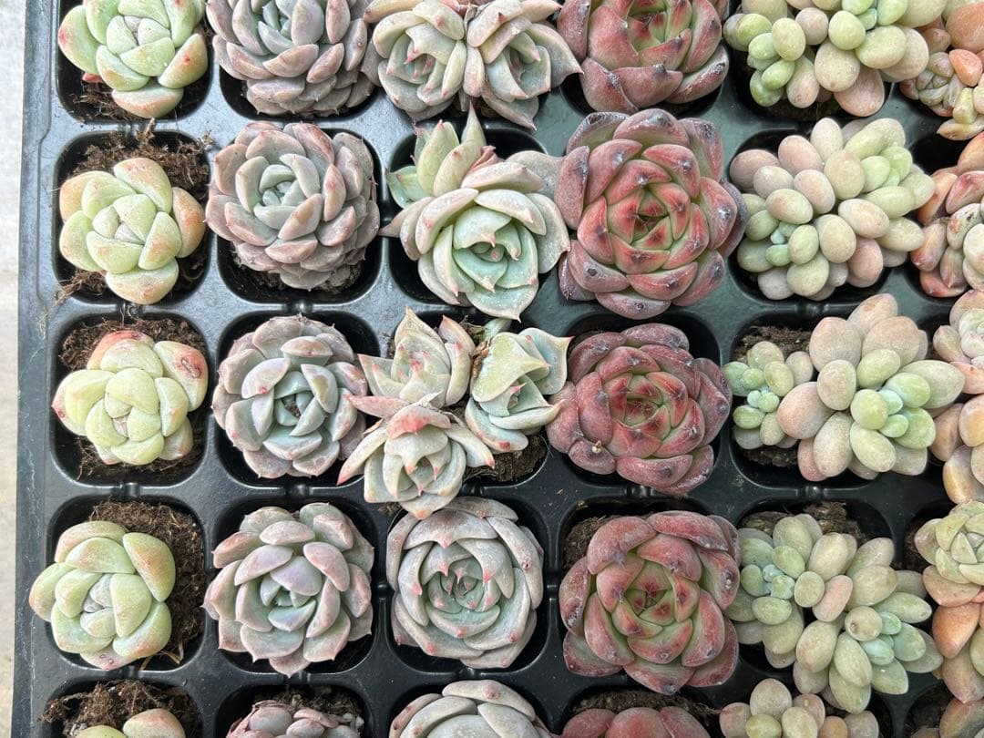 多肉植物 プラグ苗 セル苗 15種類 105個 セット ⑱ エケベリア 韓国苗