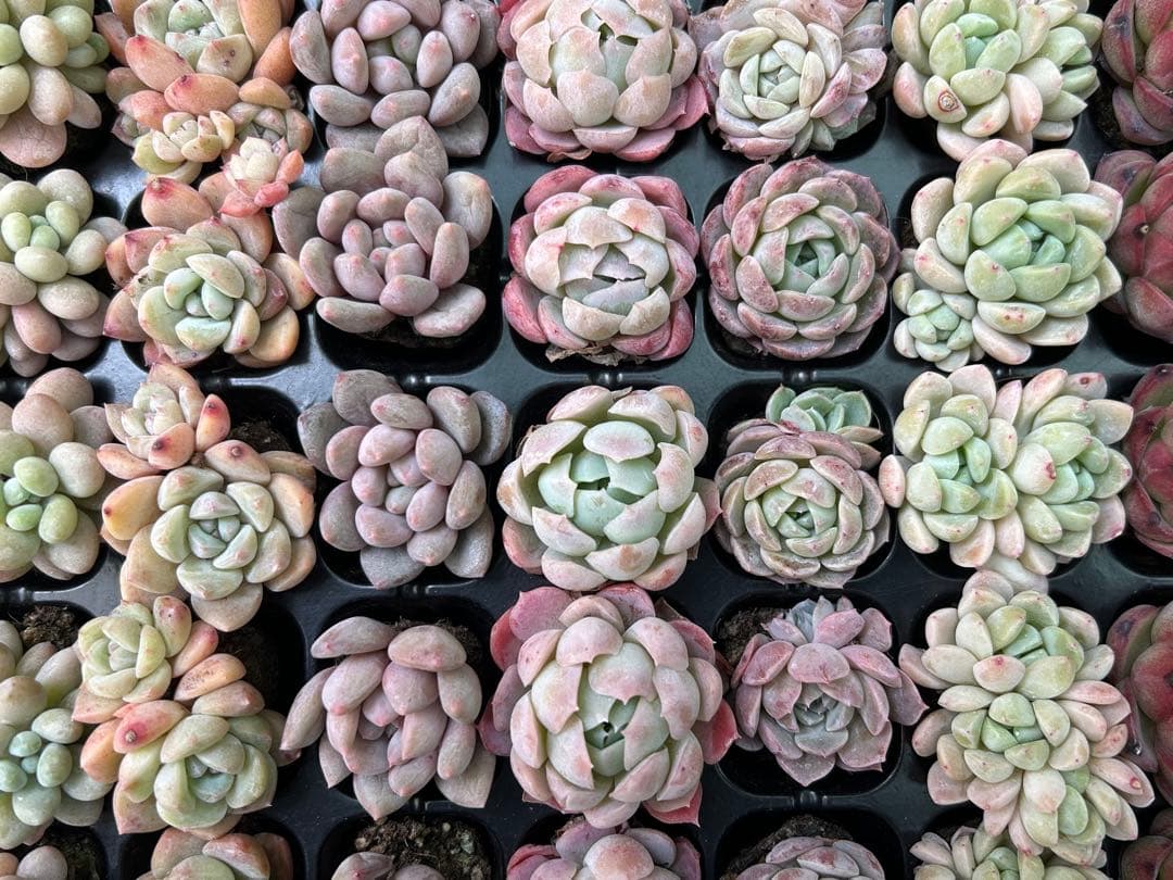 多肉植物 プラグ苗 セル苗 15種類 105個 セット ⑱ エケベリア 韓国苗