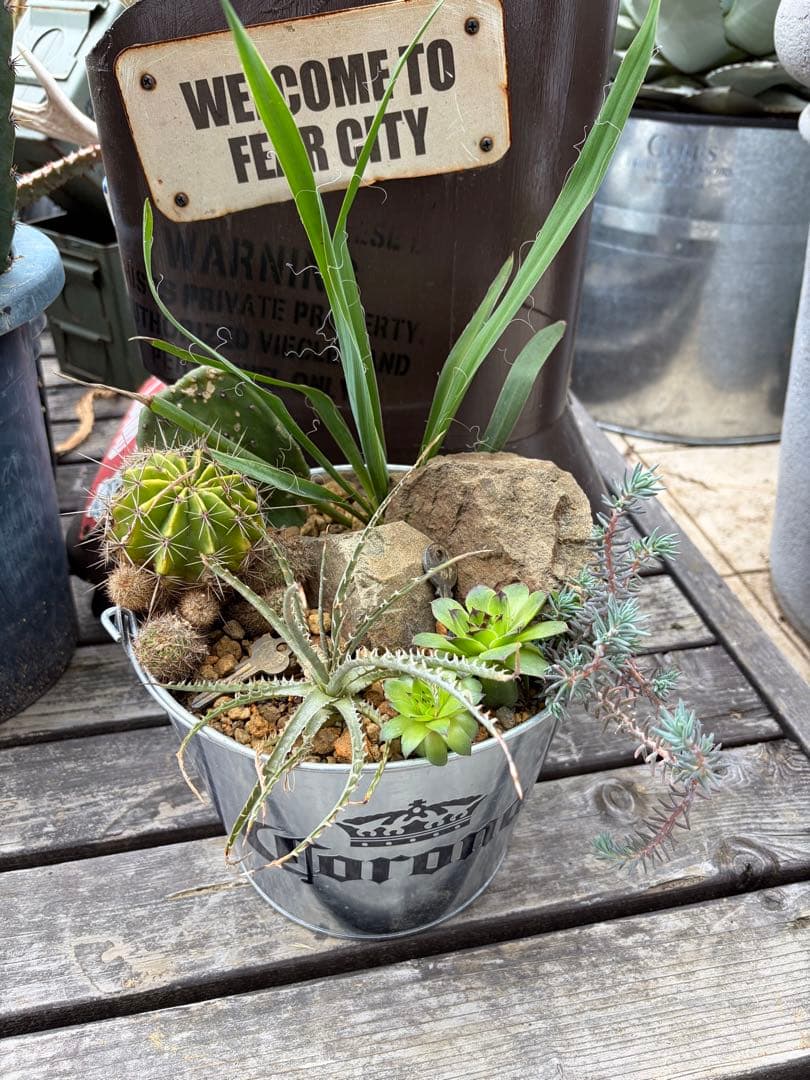 corona缶ハビタット南国セット◇ドライガーデン多肉サボテンインテリア　アガベ