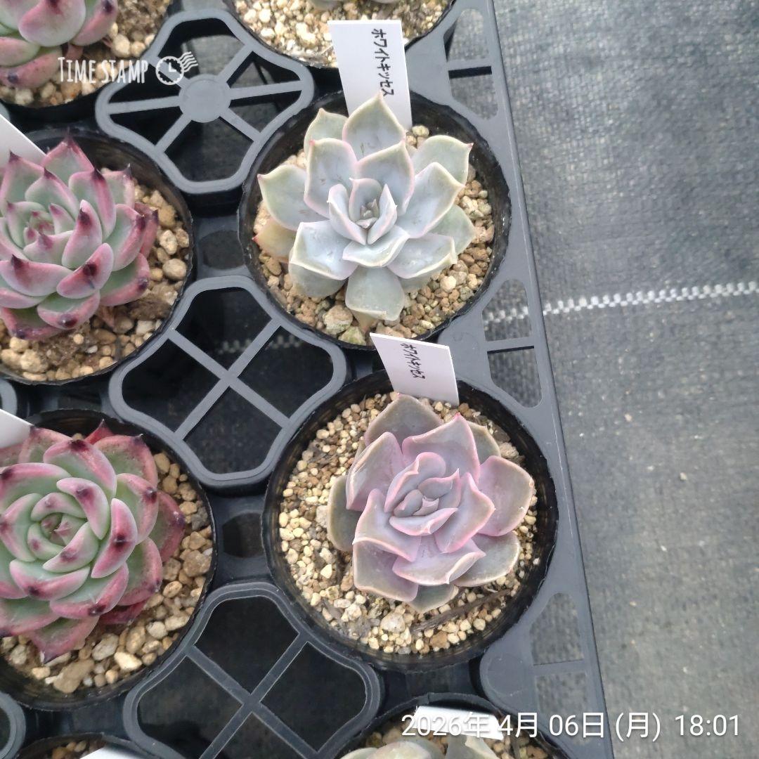 1ポット444円〜 エケベリア 6cmポット