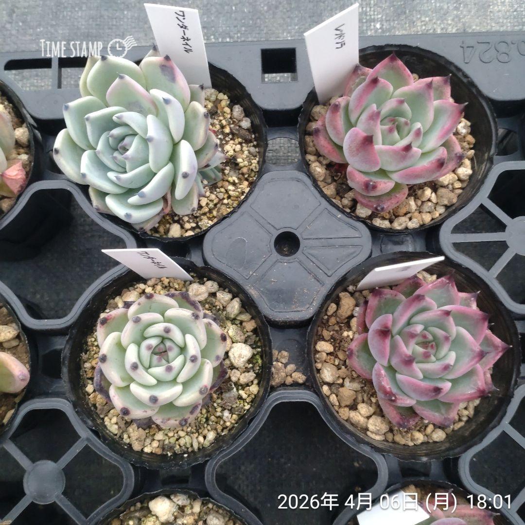 1ポット444円〜 エケベリア 6cmポット