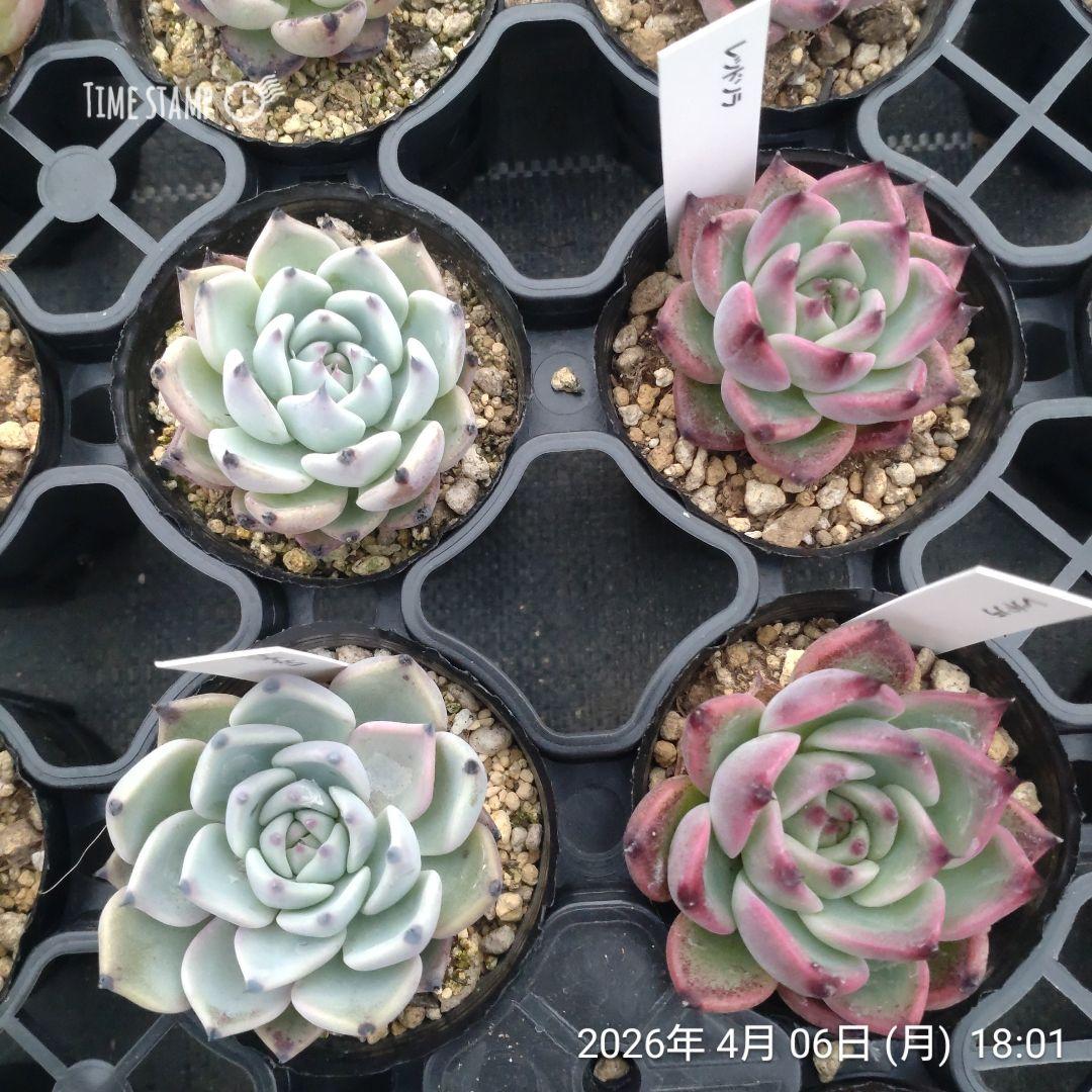 1ポット444円〜 エケベリア 6cmポット