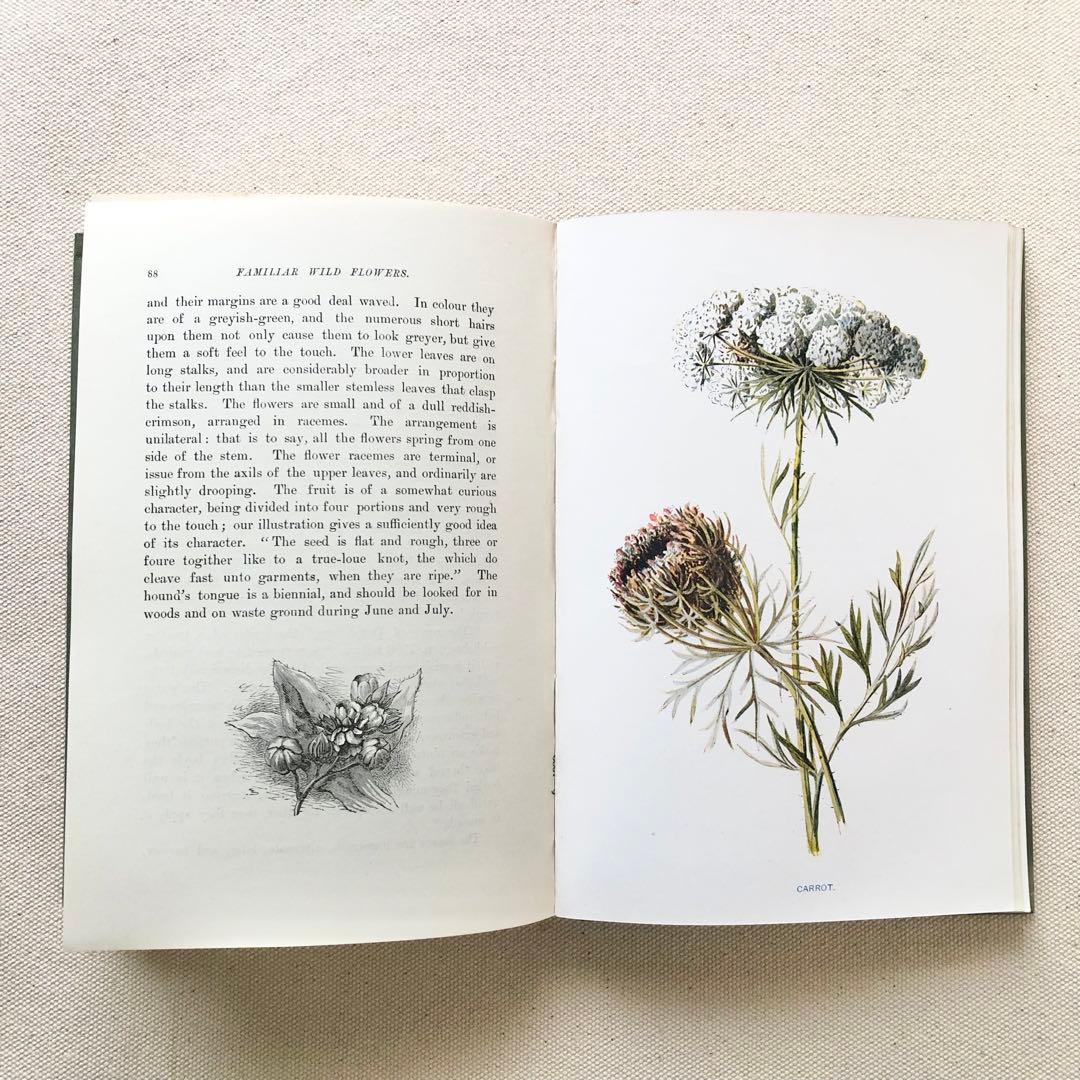 1910年 イギリスの希少な植物図鑑 FWF2 アンティーク