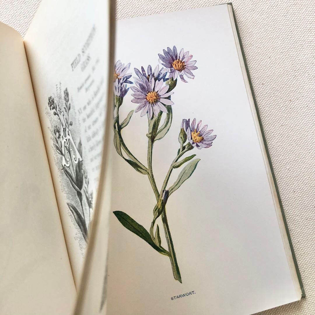 1910年 イギリスの希少な植物図鑑 FWF2 アンティーク