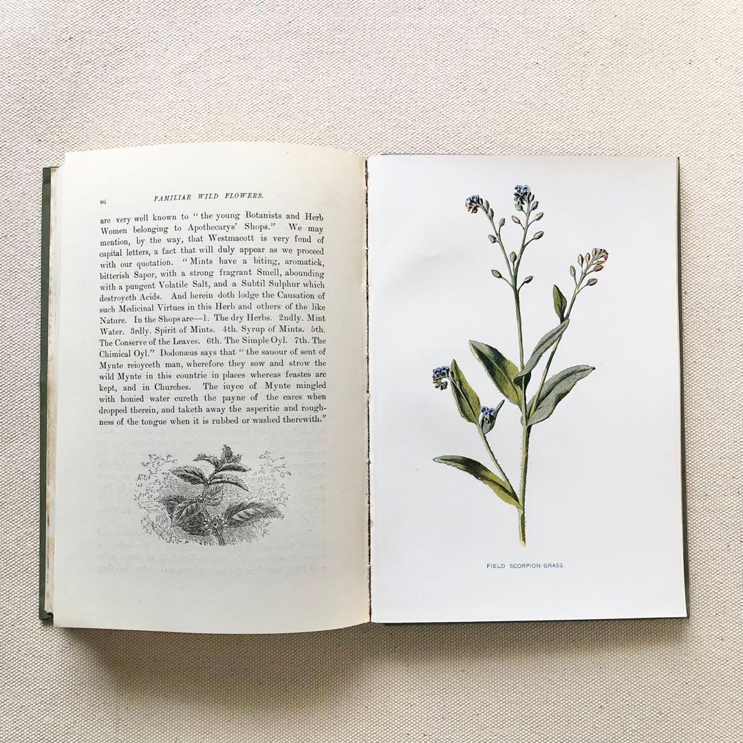 1910年 イギリスの希少な植物図鑑 FWF2 アンティーク