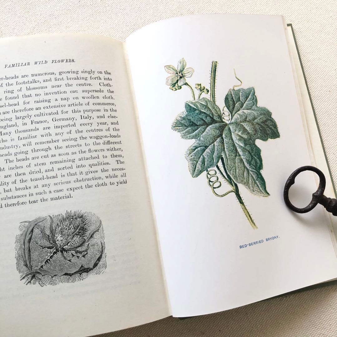 1910年 イギリスの希少な植物図鑑 FWF2 アンティーク