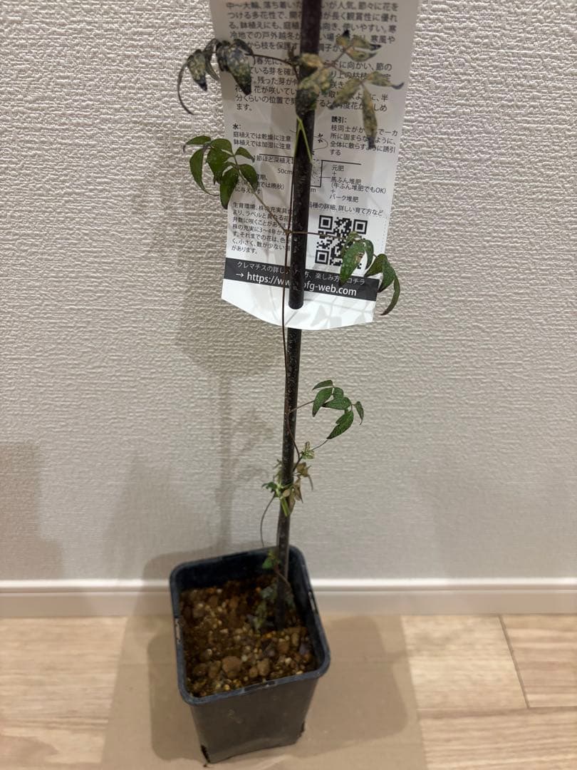 入手困難　クレマチス 風の方位