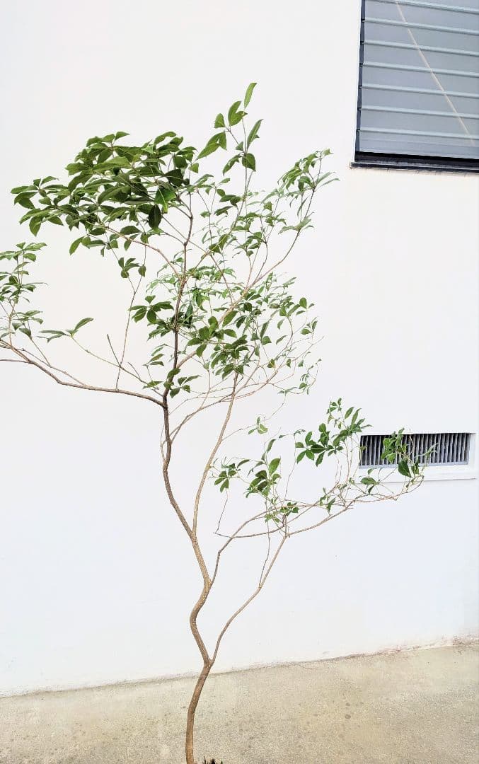 土日特価！秀。山採りアセビ。