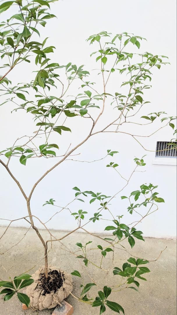 土日特価！秀。山採りアセビ。