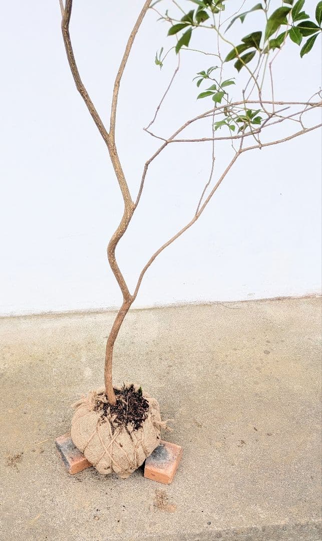 土日特価！秀。山採りアセビ。