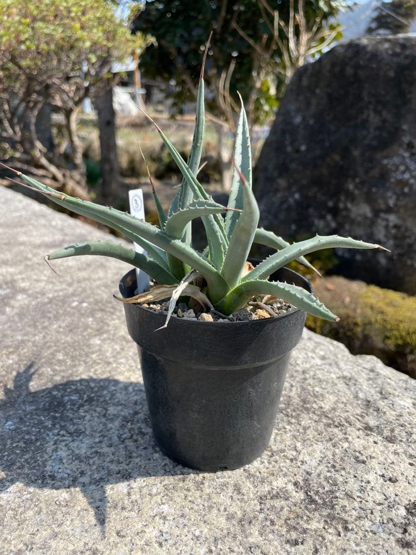 アガベ　ユタエンシス　エボリスピナ　実生③