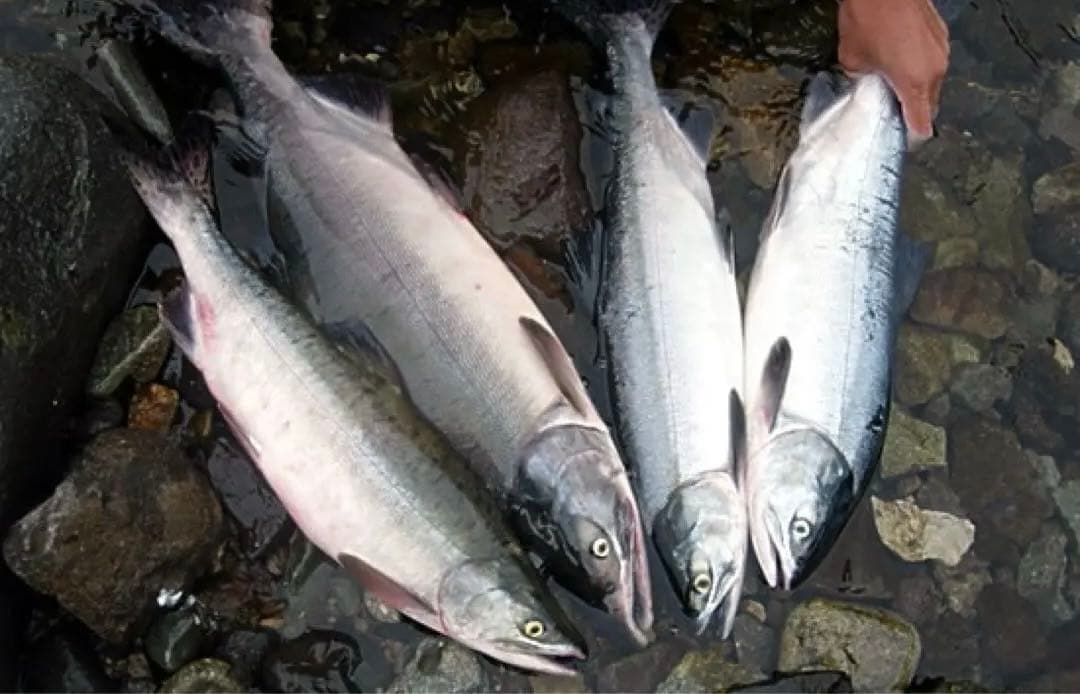 リアルミノー11個完成品&製作マテリアル多数‼️