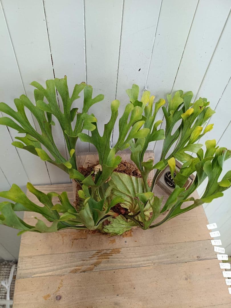 M713【板付！Lサイズ】美形！ビカクシダ リドレイ 現地球3/19輸入